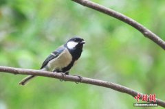 “科技赋能+全民参与”